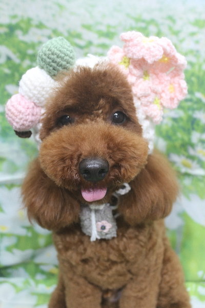 千葉県鎌ヶ谷市のトイプードルのトリミング画像