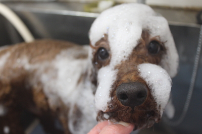 千葉県鎌ヶ谷市のトイプードルのシャンプー画像