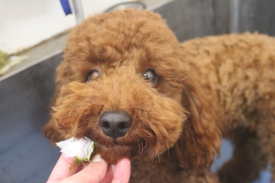 千葉県鎌ヶ谷市のトイプードルのトハーブ歯磨き画像