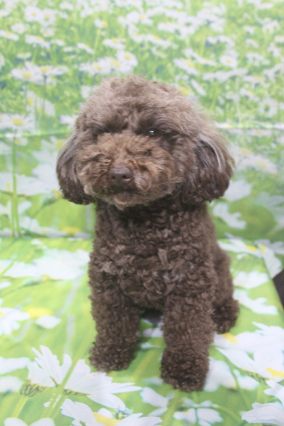 千葉県市川市のトイプードルのトリミング前画像