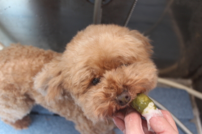 千葉県鎌ヶ谷市のトイプードルの歯磨き画像