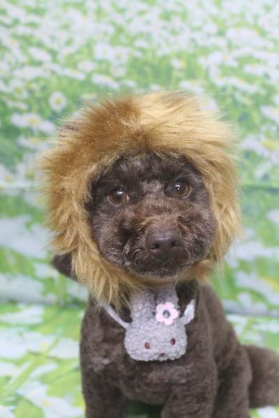 千葉県市川市のトイプードルのトリミング画像