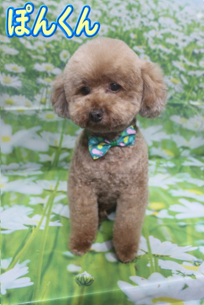 千葉県鎌ヶ谷市のトイプードルのトリミング画像