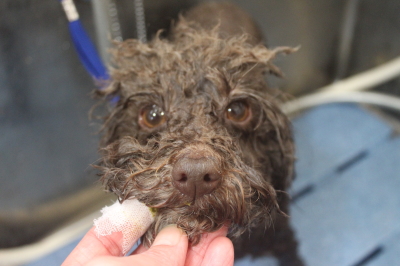 千葉県市川市のトイプードルの歯磨き画像