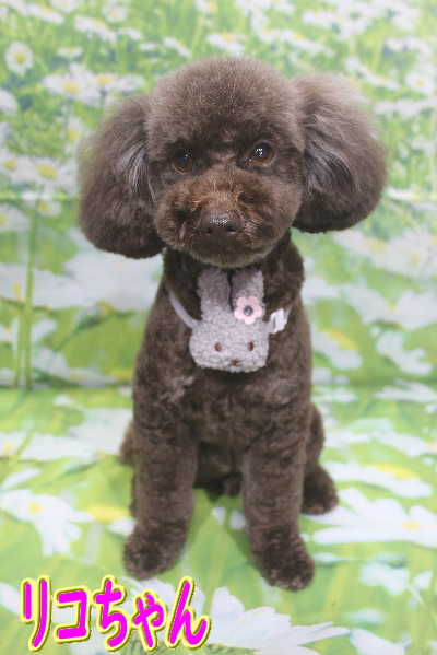 千葉県市川市のトイプードルのトリミング画像