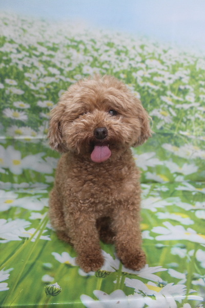 千葉県鎌ヶ谷市のトイプードルのトリミング画像