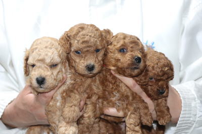 トイプードルの子犬、アプリコット男の子1頭レッド女の子3頭、生後4週間画像