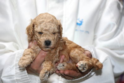 トイプードルの子犬、アプリコット男の子生後4週間画像