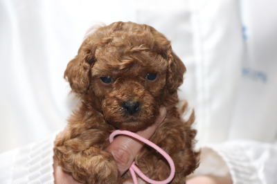 トイプードルの子犬、レッドの女の子生後4週間画像