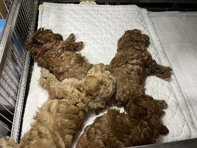 トイプードルの子犬、アプリコット男の子1頭レッド女の子3頭、生後5週間画像