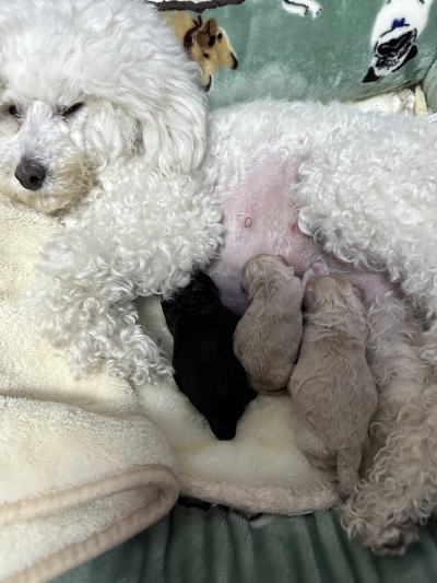 トイプードルホワイトの出産、ホワイトとシルバーの子犬。東京都あきる野市ミトちゃん画像