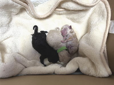 トイプードルシルバーとホワイトの子犬産まれたばかり画像