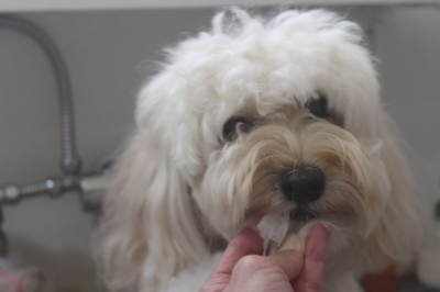 千葉県鎌ヶ谷市のミックス犬の歯磨き画像