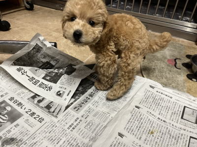 トイプードルアプリコットの子犬の男の子。生後2ヶ月。千葉県鎌ヶ谷市船橋市ブリーダー画像