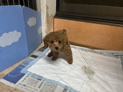 トイプードルレッドの子犬の女の子、生後2ヶ月。千葉県鎌ヶ谷市船橋市ブリーダー画像