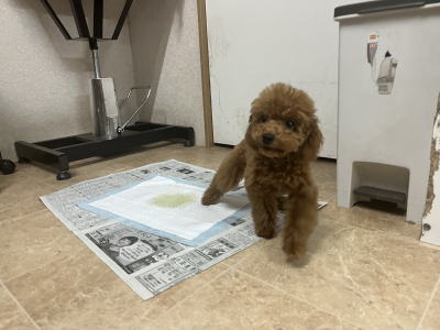 タイニープードルレッドの子犬男の子、生後4ヶ月。千葉県鎌ヶ谷市船橋市ブリーダー画像