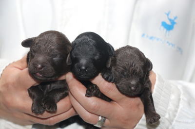 トイプードルの子犬、ブラック(黒)女の子、ブラウン男の子と女の子、生後3日。千葉県鎌ヶ谷市船橋市ブリーダー画像