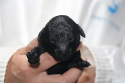 トイプードルブラック(黒)の子犬の女の子、生後3日。千葉県鎌ヶ谷市船橋市ブリーダー画像