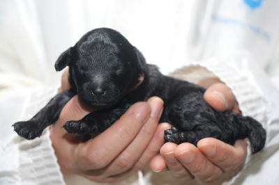 トイプードルブラック(黒)の子犬の女の子、生後3日。千葉県鎌ヶ谷市船橋市ブリーダー画像