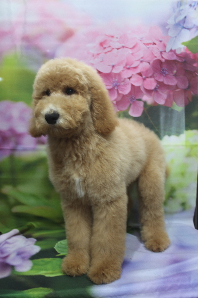 スタンダードプードル子犬レッドの男の子、広島県竹原市赤松純子ブリーダーからの委託販売画像