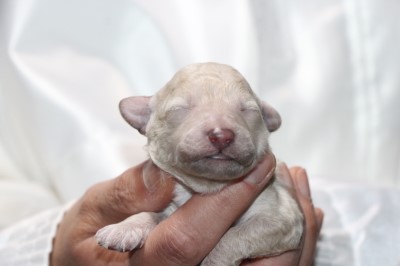 トイプードルホワイト(白)の子犬男の子、生後1週間。千葉県鎌ヶ谷市船橋市ブリーダー画像