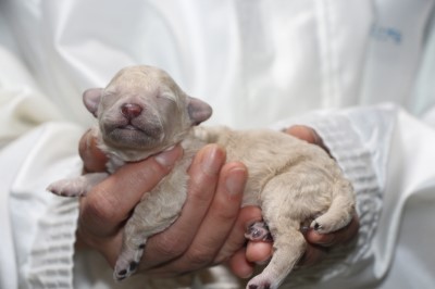 トイプードルホワイト(白)の子犬男の子、生後1週間。千葉県鎌ヶ谷市船橋市ブリーダー画像