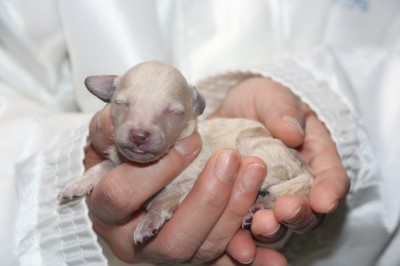 トイプードルホワイト(白)の子犬女の子、生後1週間。千葉県鎌ヶ谷市船橋市ブリーダー画像