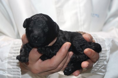 トイプードルブラック(黒)の子犬の女の子、生後1週間。千葉県鎌ヶ谷市船橋市ブリーダー画像