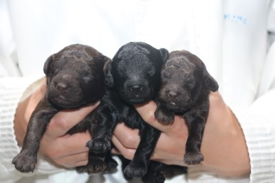 トイプードルの子犬、ブラック(黒)女の子、ブラウン男の子と女の子、生後1週間。千葉県鎌ヶ谷市船橋市ブリーダー画像