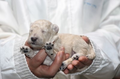 トイプードルの子犬ホワイト(白)男の子、生後2週間。千葉県鎌ヶ谷市船橋市ブリーダー画像