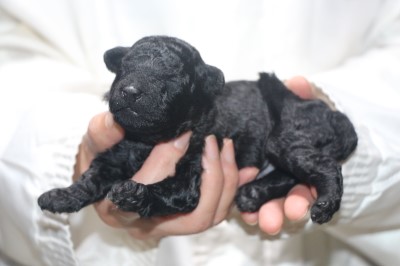 トイプードルの子犬シルバー男の子、生後2週間。千葉県鎌ヶ谷市船橋市ブリーダー画像