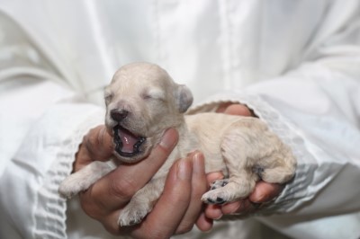 トイプードルの子犬ホワイト(白)女の子、生後2週間。千葉県鎌ヶ谷市船橋市ブリーダー画像