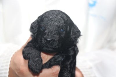 トイプードルの子犬、ブラック(黒)女の子、生後2週間。千葉県鎌ヶ谷市船橋市ブリーダー画像