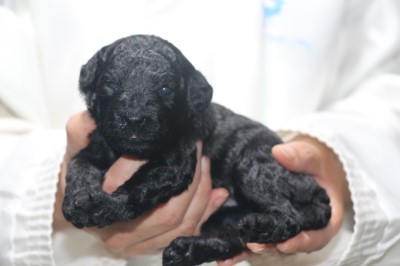 トイプードルの子犬、ブラック(黒)女の子、生後2週間。千葉県鎌ヶ谷市船橋市ブリーダー画像