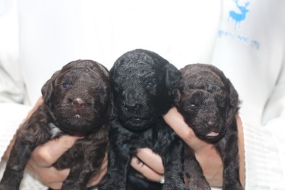 トイプードルの子犬、ブラック(黒)女の子、ブラウン男の子と女の子、生後2週間。千葉県鎌ヶ谷市船橋市ブリーダー画像