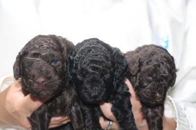 トイプードルの子犬、ブラック(黒)女の子、ブラウン男の子と女の子、生後3週間。千葉県鎌ヶ谷市船橋市ブリーダー画像