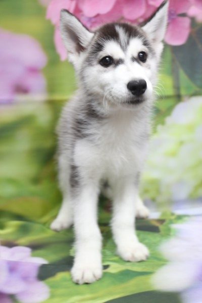 シベリアンハスキーの子犬ブラック&ホワイト男の子、北海道北見市片岡英美ブリーダーからの委託販売画像