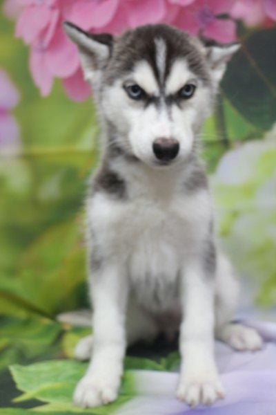 シベリアンハスキーの子犬ブラック&ホワイト女の子、北海道北見市片岡英美ブリーダーからの委託販売画像