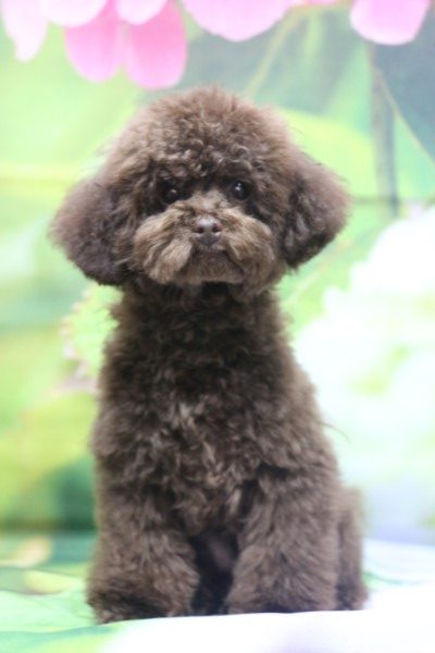 ティーカッププードルの子犬ブラウン女の子、宮崎県宮崎市平野千代子ブリーダーからの委託販売画像