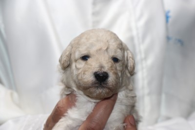 トイプードルの子犬ホワイト(白)男の子、生後3週間。千葉県鎌ヶ谷市船橋市ブリーダー画像