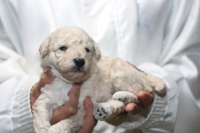 トイプードルの子犬ホワイト(白)男の子、生後3週間。千葉県鎌ヶ谷市船橋市ブリーダー画像