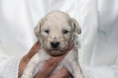 トイプードルの子犬ホワイト(白)女の子、生後3週間。千葉県鎌ヶ谷市船橋市ブリーダー画像