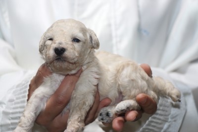 トイプードルの子犬ホワイト(白)女の子、生後3週間。千葉県鎌ヶ谷市船橋市ブリーダー画像