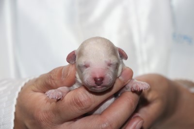 トイプードル子犬ホワイト(白)男の子、生後3日。千葉県鎌ヶ谷市船橋市ブリーダー画像