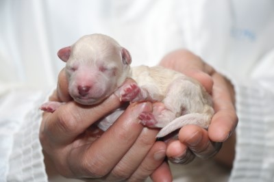 トイプードル子犬ホワイト(白)男の子、生後3日。千葉県鎌ヶ谷市船橋市ブリーダー画像