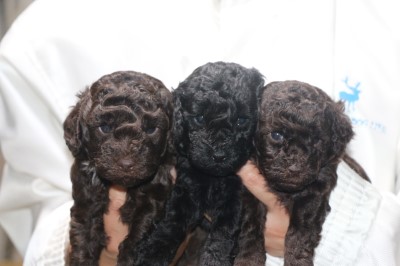 トイプードルの子犬、ブラウン男の子、ブラック(黒)女の子、ブラウン女の子、生後4週間。千葉県鎌ヶ谷市船橋市ブリーダー画像