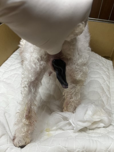 トイプードルの子犬シルバー男の子、産まれたばかり。千葉県鎌ヶ谷市船橋市ブリーダー画像