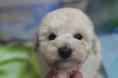 トイプードルブリーダーの子犬、トリミング画像