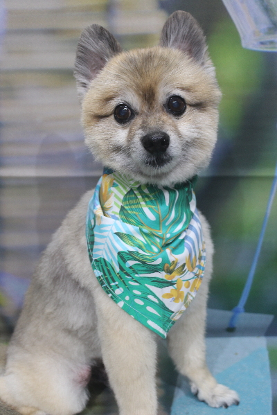 千葉県鎌ケ谷市のポメラニアントリミング画像