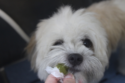 千葉県船橋市のミックス犬のハーブ歯磨き画像